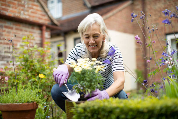 senior woman potting plant in garden at home - flower bed front or back yard ornamental garden flower imagens e fotografias de stock