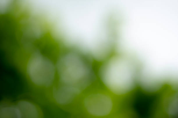 Defocused green lights background