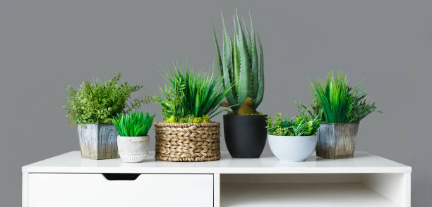 istock Pots with house plants on table 1152794637
