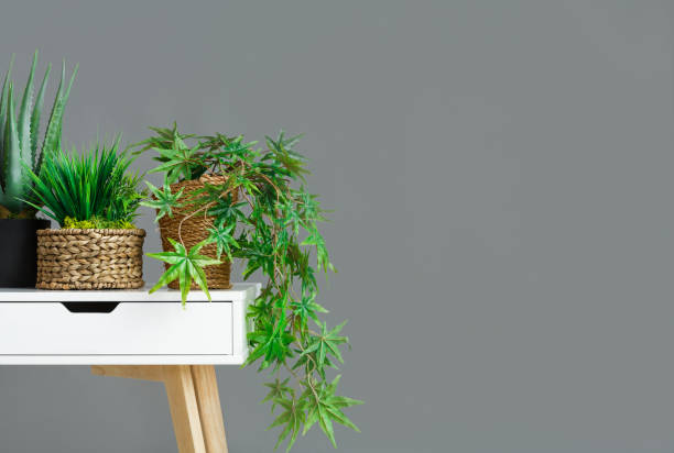 Pots with house plants on table