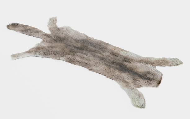 istock Realistic 3D Render of Wolf Skin 1152796003