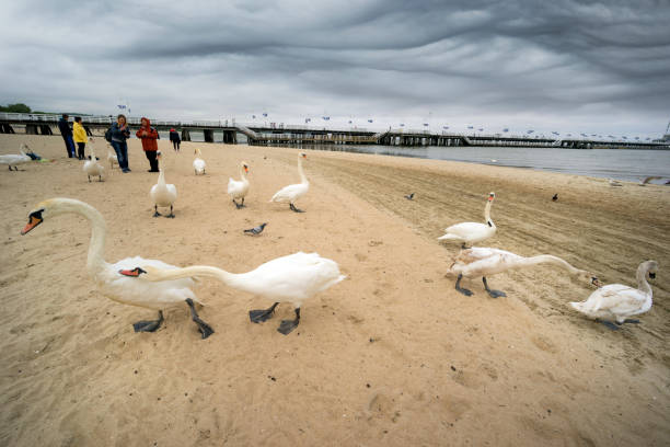 Poland, Sopot, 23. 05. 2019: The most famous object and attraction is the wooden sea mole (Molo), the longest in Europe. Beside him are people and swans on the beach