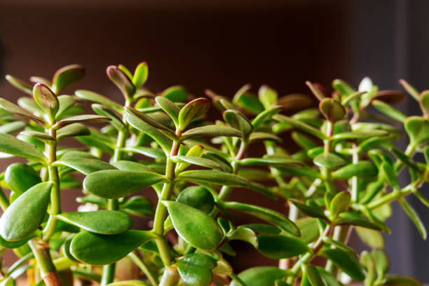 Succulent houseplant Crassula as background. Selective focus