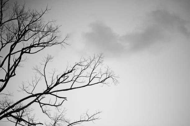 Leafless branches against cloudy and blue sky