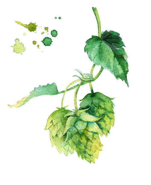 Watercolor illusration of hops vine isolated on white Watercolor illusration of hops vine isolated on white background hops crop illustrations stock illustrations