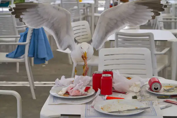 Photo of seagull eating on a restaurant