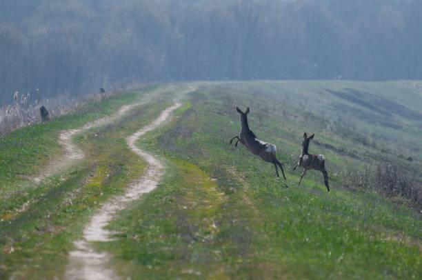 istock Two shy European roe deer (Capreolus capreolus) jumping from the meadow 1152807645
