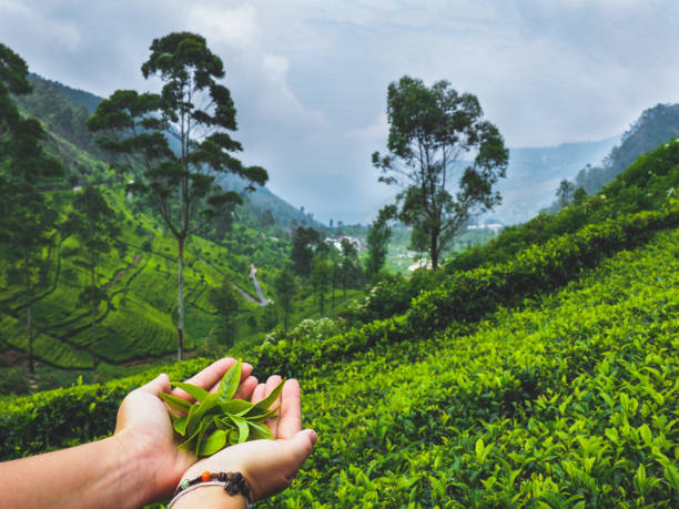 Hands full of tea leaves in the green tea fields of Lipton Seat with a cloudy and misty background Freshly picked tea leaves in the green tea fields of Lipton Seat near Haputale in Sri Lanka - April 2019 cameron montana stock pictures, royalty-free photos & images