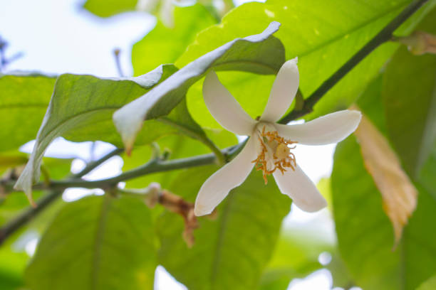 istock Blooming lemon tree, citrus tree flowers. White flowers with yellow stamens on a lemon tree, lime citrus tangerine 1152808523