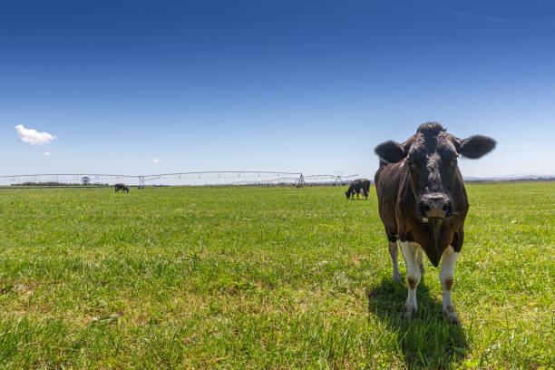 mucca da latte della razza holstein frisone. per pascolare sul campo verde. - bestiame bovino di friesian foto e immagini stock