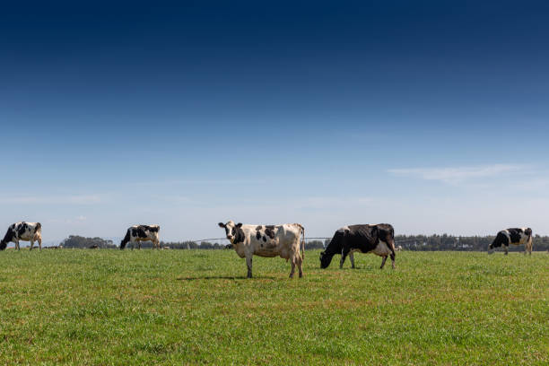 krowa mleczna rasy holsztyńskiej fryzyjska. pasąc się na zielonym polu. - pasąc zdjęcia i obrazy z banku zdjęć