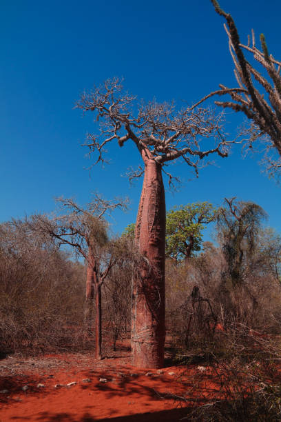 пейзаж с adansonia rubrostipa ака fony баобаб дерево в заповеднике рениала , толиара, мадагаскар - ifaty стоковые фото и изображения