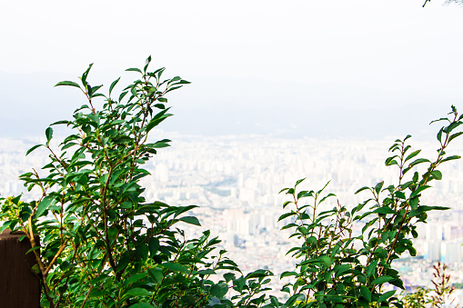 The image of cityscape from the top of Apsan mountain in Daegu, Korea.