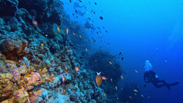 istock Underwater life. Diving near coral reef 1152811488