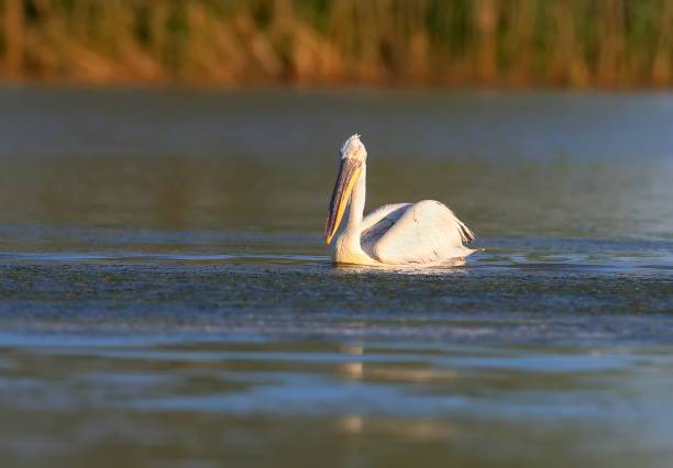 istock Different portraits of the Dalmatian Pelican 1152811498