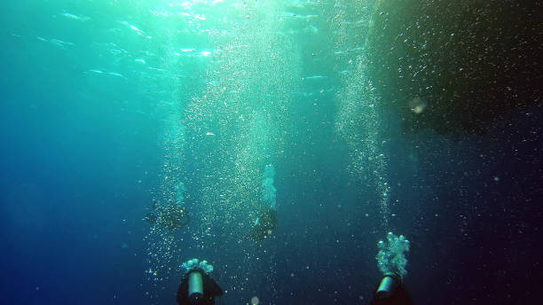 istock Underwater life. Diving in peaceful ocean 1152811766