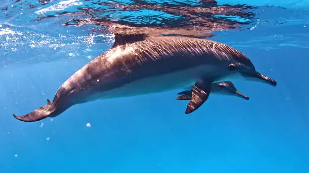 Photo of Dolphin pack close up. Underwater scenery