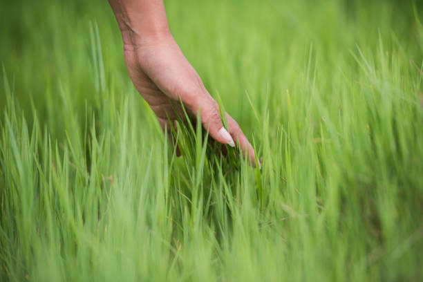 I extend a hand to grassland.