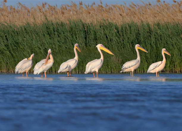 istock A different white pelicans in the water 1152816220