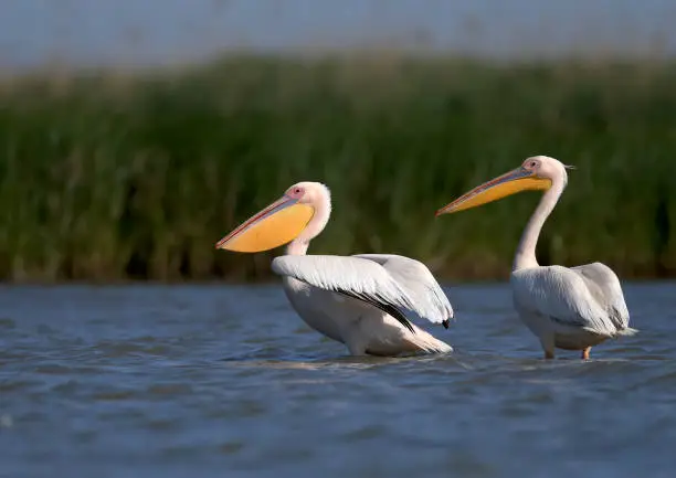 Groups of white pelicans are photographed standing in the water against the background of green aquatic plants. Close-up and detailed photos of these magnificent birds