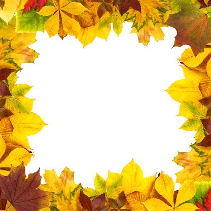 Natural autumn foliage isolated on white background. Seasonal decoration and design concept.