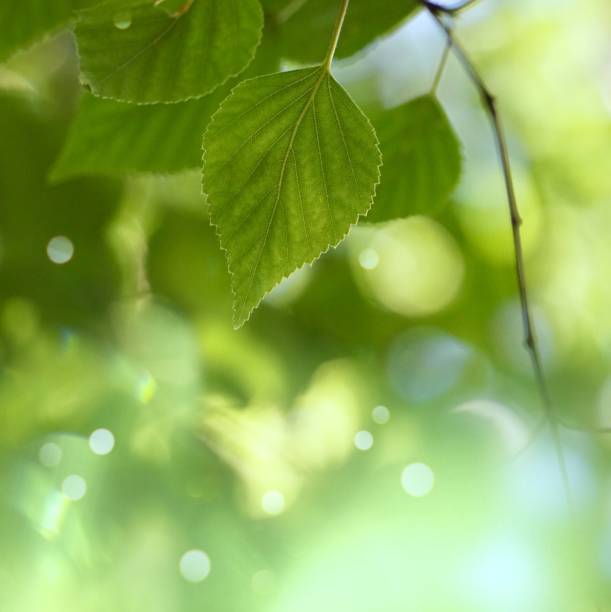 istock green tree leaves texture and branches in summer in the nature 1152818857
