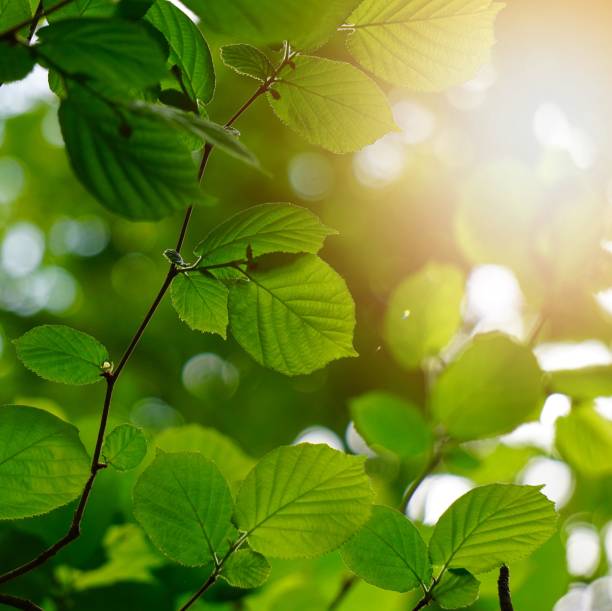 istock green tree leaves texture and branches in summer in the nature 1152818895