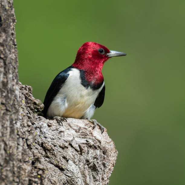 istock Red-headed Woodpecker, Lee Creek Park, Van Buren, AR 1152821399