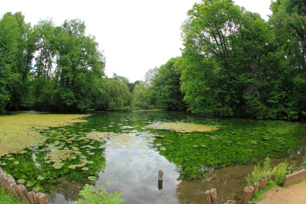 istock Natural lake in an old park 1152821452