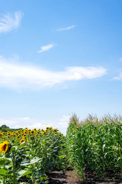 Sunflower field and Corn field on cloudy sky background.