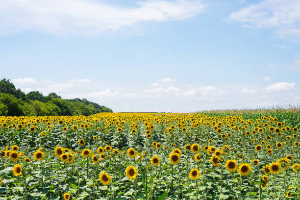 istock Sunflower field with cloudy blue sky 1152824716
