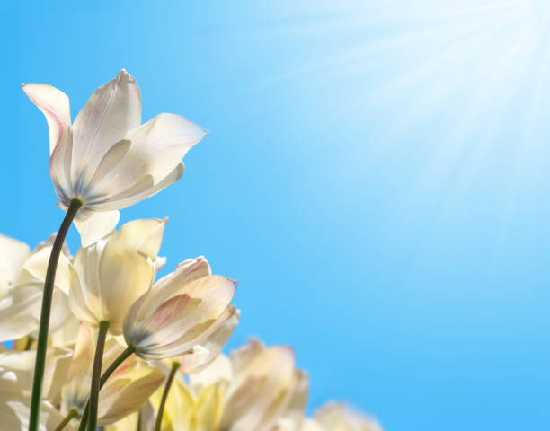 istock Delicate white tulips in the sunshine on a blue background, bottom view 1152825923