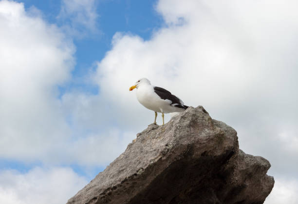 istock Seagull sitting on rock with cloudy sky background 1152826173