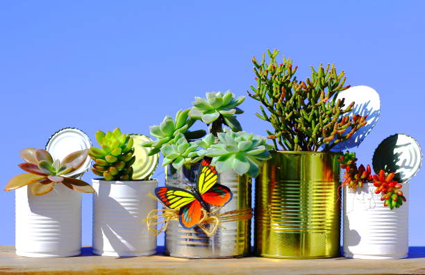 istock Succulent plants in recycled cans. 1152826497