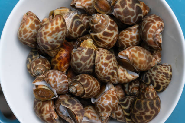 istock Babylonia areolata or Spotted babylon 1152829026