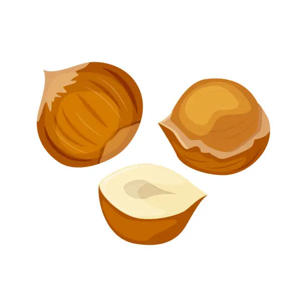 Vector illustration of Vector illustration of a hazelnut peeled whole, chopped into halves.  Whole nuts and hazelnut kernels. Vector icon on the white background.