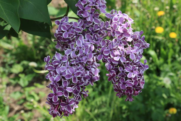istock Beautiful flowers of blooming spring lilac close up 1152829191