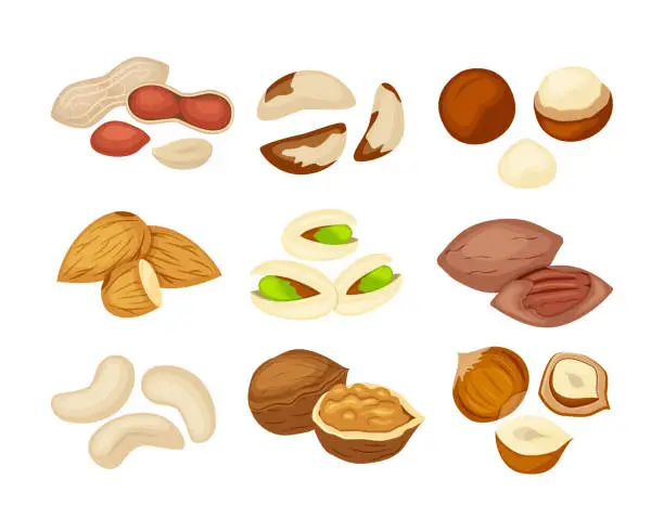 Vector illustration of Set of different kind of nuts almond, walnut, cashew, pecan, peanut, pistachio, macadamia,brazil nut, hazelnut.
