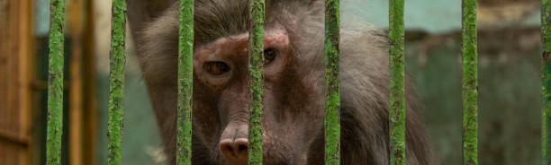 istock Close up view of monkey behind the bars. Animals captivity 1152829502