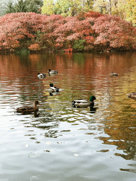 istock autumn landscape, colorful leaves, selective focus 1152829546