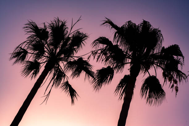istock Vibrant Tropical Summer Background With Palm Trees at Sunset 1152830109