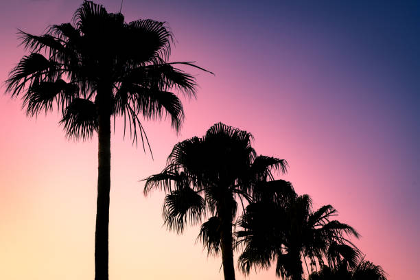 istock Summer Sunset Background Image of Retro Style Palm Trees 1152830118