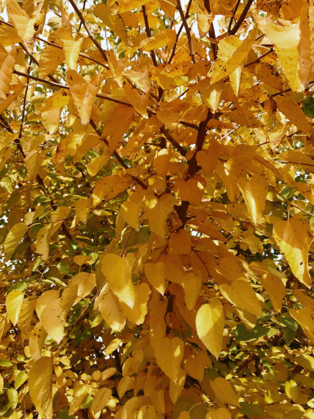 istock autumn landscape, colorful leaves, selective focus 1152830223