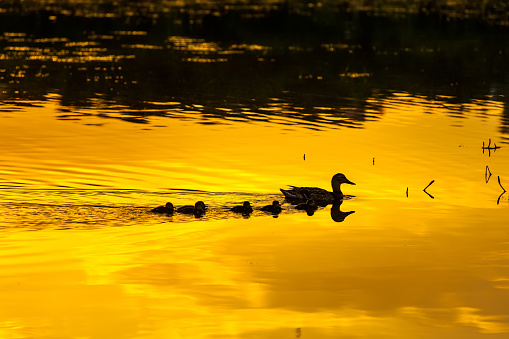 Silhouette of a duck family wedge walking along the watery surface of bright yellow orange color from the evening sun at sunset in a pond lake or river.