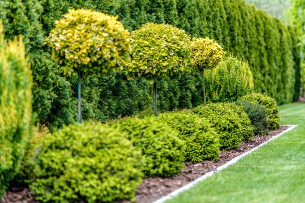 istock Row of Garden Trees 1152832566