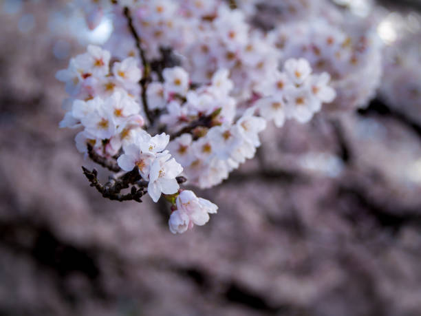 The Bouquet of Sakura Flowers Hanging in The Tree behind The Field