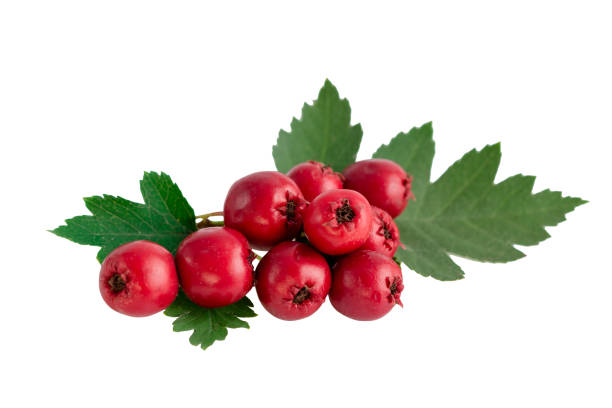 istock Hawthorn or common hawthorn or Crataegus monogyna berries  isolated on white background 1152836270