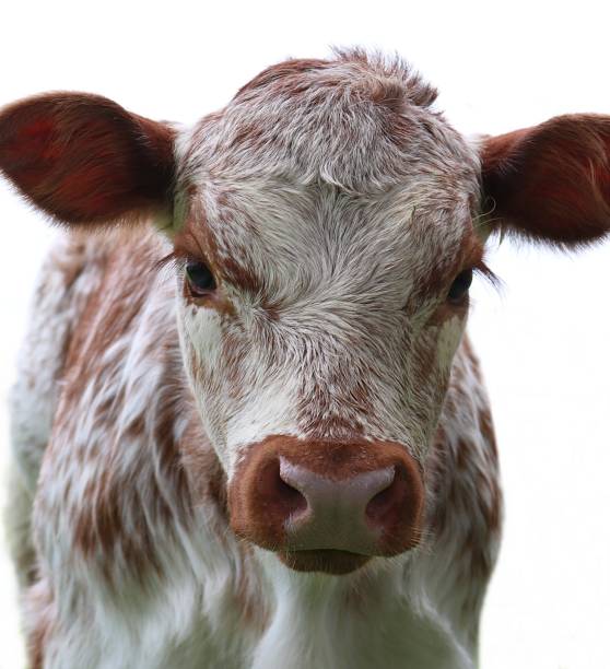 istock Adorable young rust colored roan calf on white background 1152836510