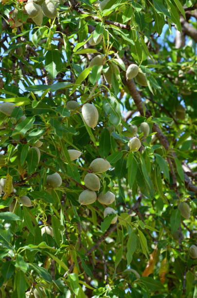 istock Almond tree in the garden 1152836615