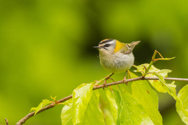 beautiful, colorful bird singing from a branch against a green forest background. common firecrest (regulus ignicapilla). bieszczady. poland - beech tree leaf isolated branch imagens e fotografias de stock